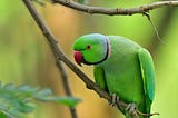 Things to Consider While Getting a Companion Parrot