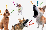 Different dog noises: what they really mean