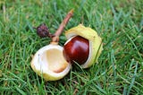 Conquering Conkers