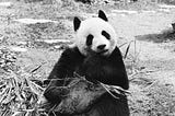 Be aware of this pitfall in pandas