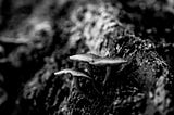 Mushroom (Fragment #30)