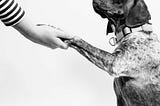 A black-and-white photograph of a labrador shaking hands with a boy wearing a striped shirt