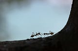 Ants