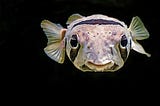 The “Nutritional” Power House: How Good Is Fish For Us?