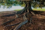 The Fig Tree — A Critical Reflection