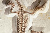 Fossilized ancient lizard.
