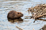 On beavers, interventions and making change for the descendants to come — Susan Raffo