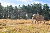 The Elephant Sanctuary in Tennessee: Protecting Our Gentle Giants