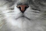Follow Your Nose