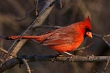 Photo of a Cardinal by Russell Sutherland on Unsplash; red crest, red body, sharply contrasting dark color around the eyes.