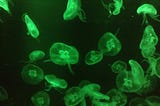 green-glowing bioluminescent jellyfish on a black background