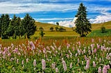 Hyperrealistic photo of a meado with fluffy pink flowers, pine trees, hills and blue skies with clouds.