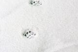 Pawprints in the Snow