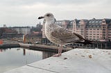 I Adopted A Baby Seagull