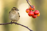 Fruit Bird