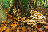 EMERGING TRENDS IN MYCOFORESTRY FOR COMBATING CLIMATE CHANGE