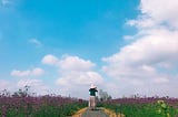 A woman looks off into the bright blue sky from a path through a field of wildflowers.