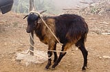 A tied goat