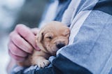 small newborn puppy sleeping in mans arms