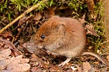 Voles can fall in love without oxytocin