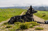 Dutch Shepherd Price in India- Black Star Kennels ♥️