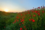 Remembrance Day Poetry