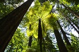 From Behind the Fern