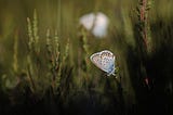 The Small Blue Butterfly