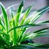 How experts are growing their spider plant upto 1.5 feet? Here's the care guide to do so | Plantilia