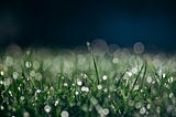 A picture of short green grass covered in morning dew
