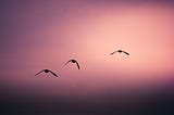 three birds in flight at sunset
