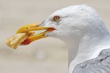 May: When Seagulls Eat, Does Sand Get in Their Mouths?