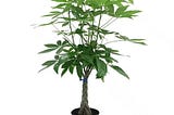 costa-farms-live-indoor-pachira-braid-indirect-sunlight-plant-in-10in-1