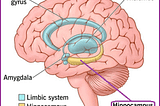 Your Hippocampus & Neurodivergence — Your Successful Future via Creative & Innovative Work
