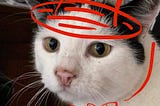 Photo of Tom the cat! He has white fur with black on his head. Edited with a drawn hat in red pencil.