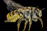 The Hidden Language of the Bees