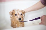 Five tips to help your dog grooming quickly