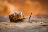 SNAIL 3.4