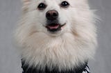 Pomeranian or German Spitz — What are the differences and origins?