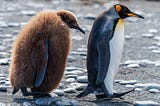 Two penguins walking, one brown and furry and one black and white