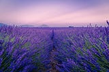 field of lavender