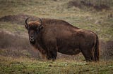 A side-profile image of a  wisent, or a european bison looking at the camera. Photographed by Henna Metz