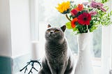 4 Characteristics Of People Who Will Be Unhappy If They Keep A Cat