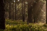 The Art Of Silence: A Golden Retreat