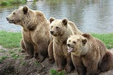 Three brown bears on the side of a river.