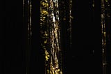 Legends of the Woods
