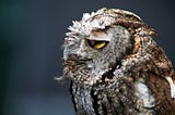 A wise, stoic owl sitiing. #AmWriting #ShortStory