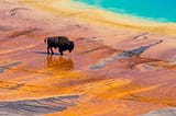 A bison crossing the Grand Plasmatic Spring in Yellowstone National Park