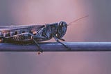 Locusts: A Prevalant Issue and Newer Solutions