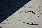 Seagull flying over sand, leaving a shadow